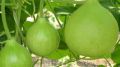 গোল লাউ (All Season) Round Gourd/Lau Vegetable Seeds - 10+ Pcs Seeds. 