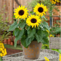 সূর্যমুখি / Sunflower Seed - 25/50/100+ pcs Hybrid Seed All Season.
