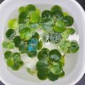 Amazon Frogbit Aquarium Plants Limnobium laevigatum - Floating Plants - Floating Aquarium Plant - Aquarium live plant (3 Piece Plants). 