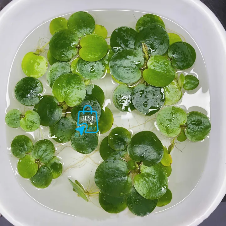 Amazon%20Frogbit%20Aquarium%20Plants%20Limnobium%20laevigatum%20-%20Floating%20Plants%20-%20Floating%20Aquarium%20Plant%20-%20Aquarium%20live%20plant%20(3%20Piece%20Plants)%20-%20Image%203