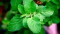 Indispensable - Fresh Green Holy Basil (Tulsi Plant) seeds - 40 Pieces for Holistic Health and Wellness - Tools, DIY & Outdoor. 