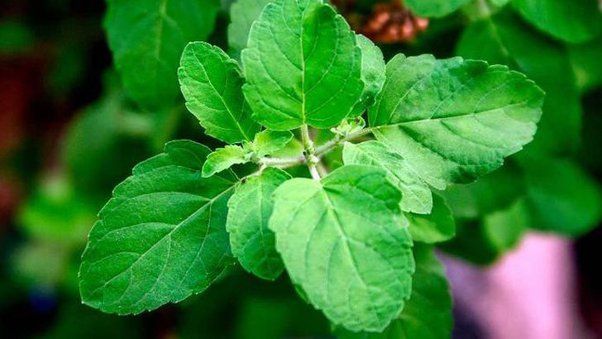 Indispensable%20-%20Fresh%20Green%20Holy%20Basil%20(Tulsi%20Plant)%20seeds%20-%2040%20Pieces%20for%20Holistic%20Health%20and%20Wellness%20-%20Tools,%20DIY%20&%20Outdoor%20-%20Image%203