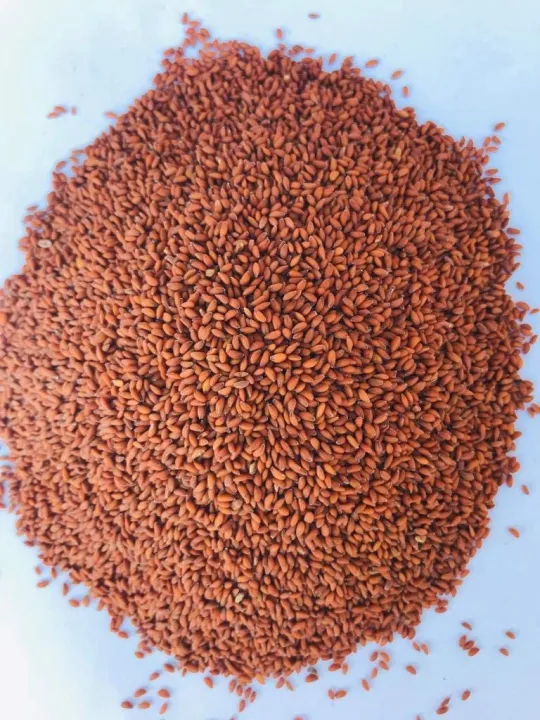 Halim%20Seeds%20500gm,%20Alive%20Seeds,%20Garden%20Cress%20Seeds,%20Aliv%20Seeds,%20Halim%20Seeds,%20Halim%20Seeds%20For%20Eating,%20Aashali%20Seeds%20-%20Image%206