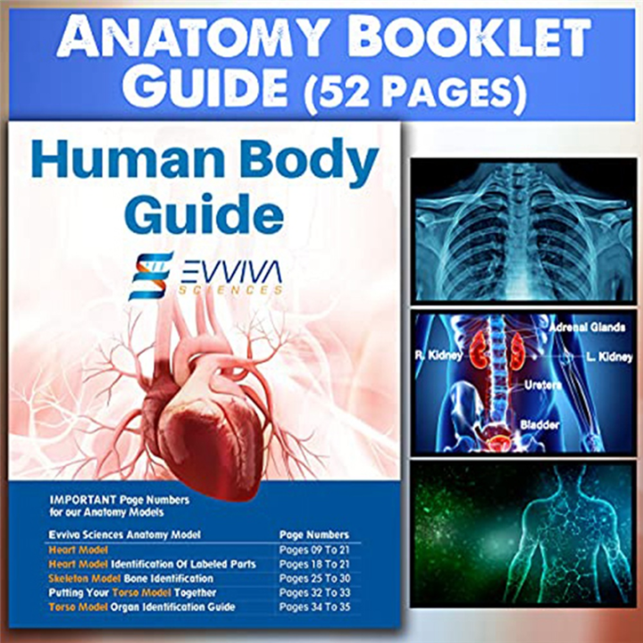 Human%20Heart,%20Torso%20and%20Skeleton%20Model%20for%20Anatomy%20and%20Physiology%20Students%20Hands-on%203D%20Model%20Learning%20Tool%20As%20Shown%203%20Piece%20-%20Image%205