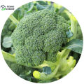 Broccoli Seeds (ব্রকলি বীজ) - 20 Pcs Seeds. 