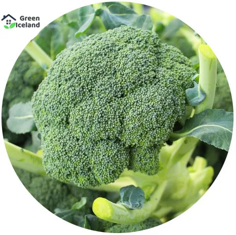 Broccoli%20Seeds%20(%E0%A6%AC%E0%A7%8D%E0%A6%B0%E0%A6%95%E0%A6%B2%E0%A6%BF%20%E0%A6%AC%E0%A7%80%E0%A6%9C)%20-%2020%20Pcs%20Seeds%20-%20Image%202