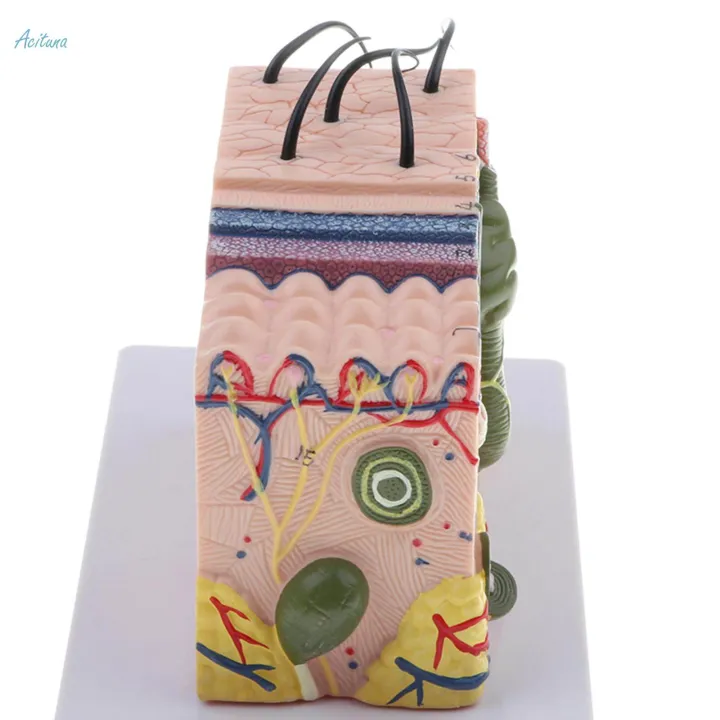 4x%2035X%20Magnified%203D%20Human%20Skin%20Texture%20Model%20for%20Anatomy%20And%20-%20Image%208