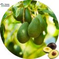 Natural Avocado Seeds - 5 Pcs Seeds.