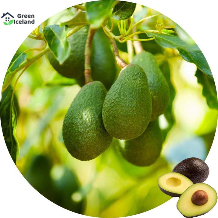 Natural%20Avocado%20Seeds%20-%205%20Pcs%20Seeds%20-%20Image%202