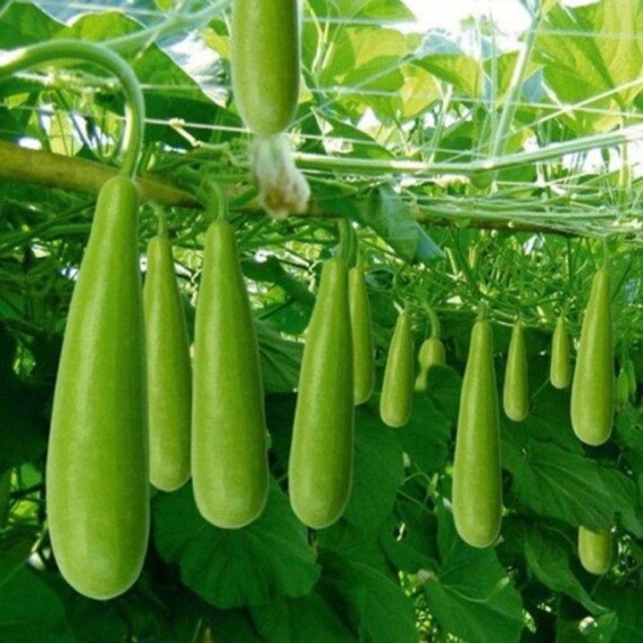 Newfangled%20-%202%20types%20of%20All%20season%20gourd%20seeds%2010%20Pcs%20total.%20Round%20and%20big%20hybrid%20gourd%20seeds%20-%20Tools,%20DIY%20&%20Outdoor%20-%20Excellent%20-%20Image%205