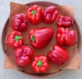 Premium Quality Foreign Vegetable Seed (Hybrid) Combo Package (Re Packet) / seeds. 