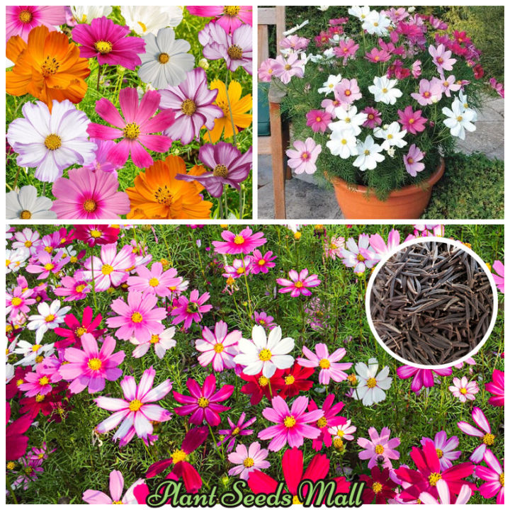 Mixed%20Cosmos%20Flowers%20Seeds%2020%20PIces%20(China%20Multicolor%20Flowers%20Seeds)%20-%20Image%203