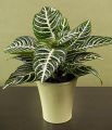 Egrow 20 Pcs/Pack Kudoacanthus Albonervosus Seeds. 