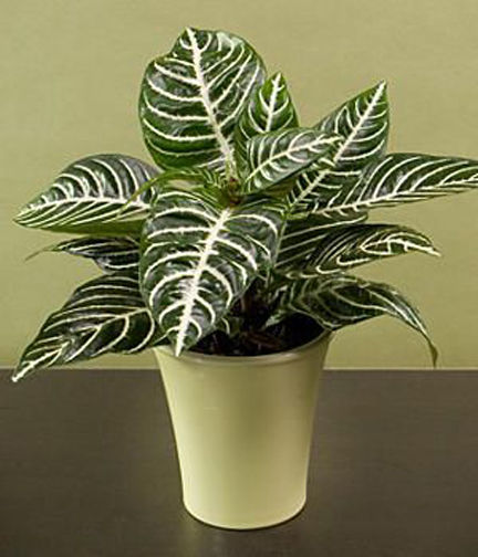 Egrow%2020%20Pcs/Pack%20Kudoacanthus%20Albonervosus%20Seeds%20-%20Image%205