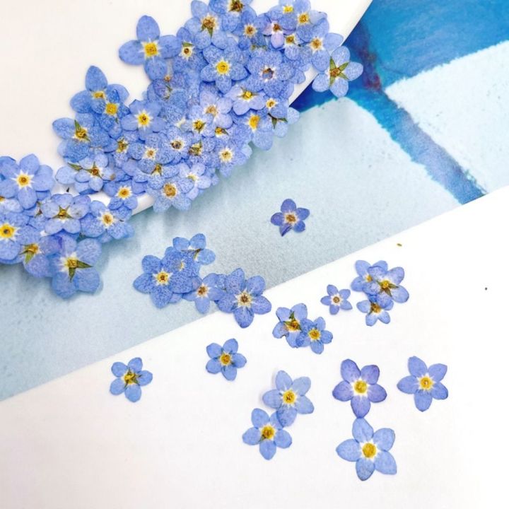 20%20PCS%20DIY%20Dried%20Flowers%20Elegant%20Beautiful%20Artificial%20Forget-Me-Not%20Simple%20Creative%20Pressed%20Flower%20Decoration%20-%20Image%202