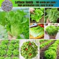 100Pcs -Home garden plant Lettuce Grand Rapid Seeds Easy to Grow.