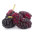 Hybrid Sweet Malberry Fruits Seeds -20+ Pcs Seeds. 
