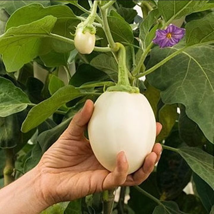 Thai%20All%20Season%20White%20Eggplant%20Seeds%20(Intake%20Imported%20Packet%20seeds)%20-%2030pcs%20-%20Image%203