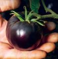Black Tomato Seeds - 15 Seeds 99tk.