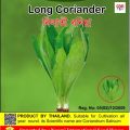 বিলাতি ধনিয়া পাতা বীজ 30 Pcs Bilati Dhoniya pata Seeds - CityBD Mart Seeds.