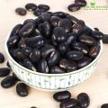 Pahari Alkushi Seeds/ Alkushi Seed- 500 gm. 