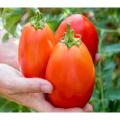 Cherry Tomato Red Color- 40 pcs Seed F1 Hybrid. 