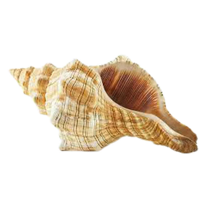 Conch%20Shell%20Powde-Conch%20Powder%20-%20songkho%20gura%20-%20100gm%20-%20face%20mask%20-%20Image%203