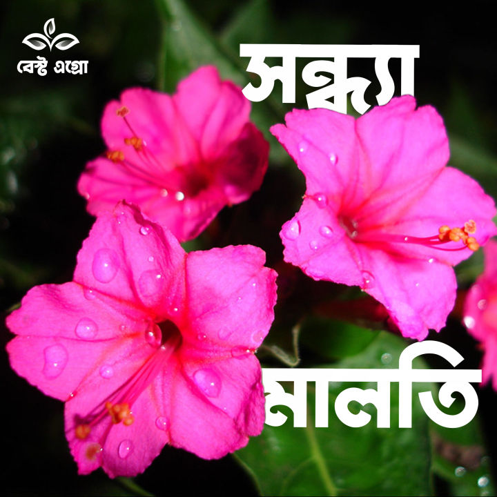 Gorgeous%20Pink%20Four%20O'Clock%20Flower%20(Sandhyamalati)%20seeds%20-%2015%20Pieces:%20Fragrant,%20Colorful,%20and%20Abundant%20Blooms%20-%20Image%202