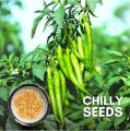 Bijli morich seed 50 pice + gift / long Chilli.