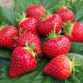 Red Strawberry Imported Global Seeds -30 pcs Seeds. 