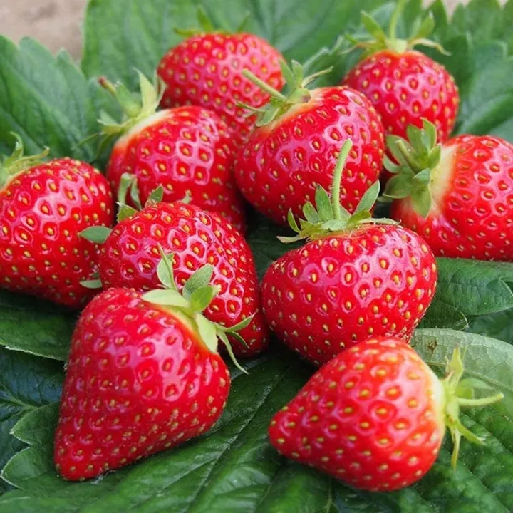 Red%20Strawberry%20Imported%20Global%20Seeds%20-30%20pcs%20Seeds%20-%20Image%209