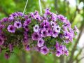 পিটুনিয়া/ Petunia Flower Seed -100 Pcs Mixed Color Petunia Flower Seed For All Season Imported Hybrid Seed.