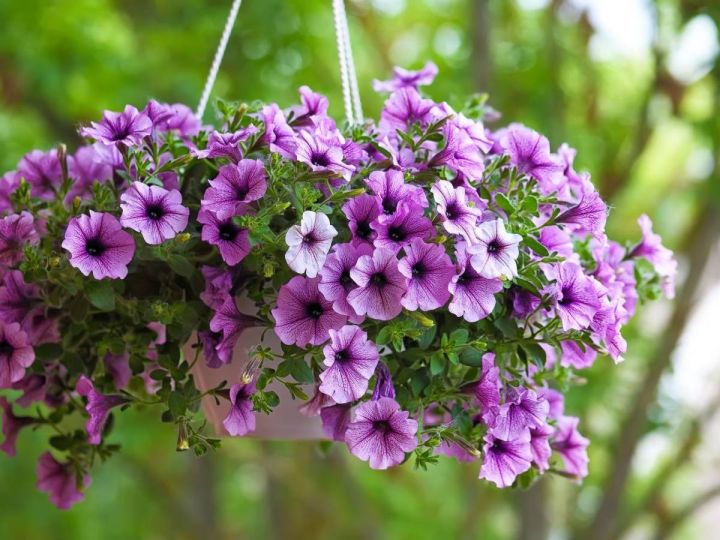 %E0%A6%AA%E0%A6%BF%E0%A6%9F%E0%A7%81%E0%A6%A8%E0%A6%BF%E0%A7%9F%E0%A6%BE/%20Petunia%20Flower%20Seed%20-100%20Pcs%20Mixed%20Color%20Petunia%20Flower%20Seed%20%20%20For%20All%20Season%20Imported%20Hybrid%20Seed%20-%20Image%204