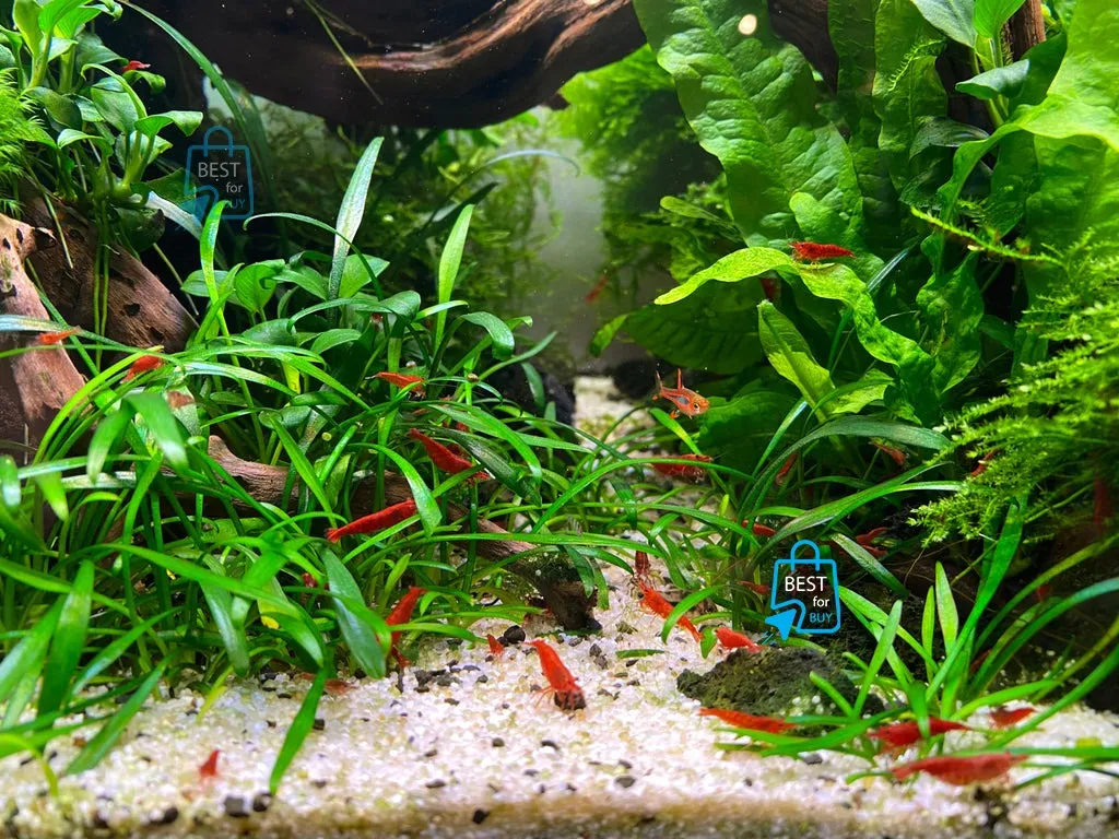 Live Shrimp Aquarium Fish Tank
