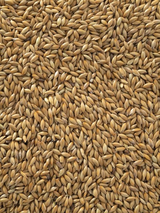 Bird%20Food%20Fresh%20Canary%20Seeds%20For%20Birds%20-%20500g%20-%20Image%205