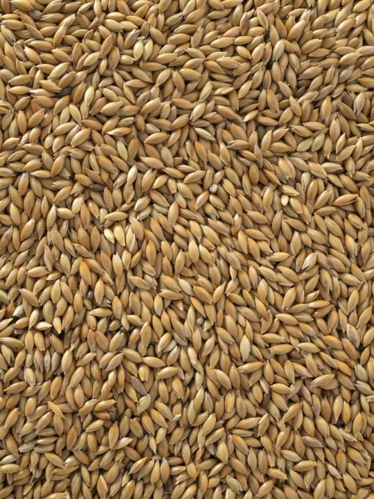 Bird%20Food%20Fresh%20Canary%20Seeds%20For%20Birds%20-%201kg%20-%20Image%205