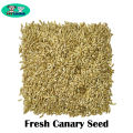 Natural Fresh Canary Seed for Bird 250gm. 
