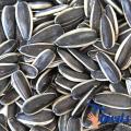 Exotic sunflower seed 500 gram. 