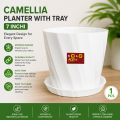 Camellia 7 Inchi planter white with tray 1 pcs.