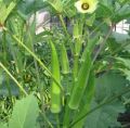 ঢেড়স বীজ - হাইব্রিড জাতের ৩৫+ পিচ বীজ - Lady's Finger Seeds - 35 Pcs.
