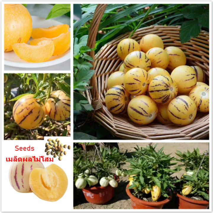 GlobalSweet%20Pepino%20Melon%20Pear%20Seeds%20-%2015+%20Seeds%20-%20Image%203