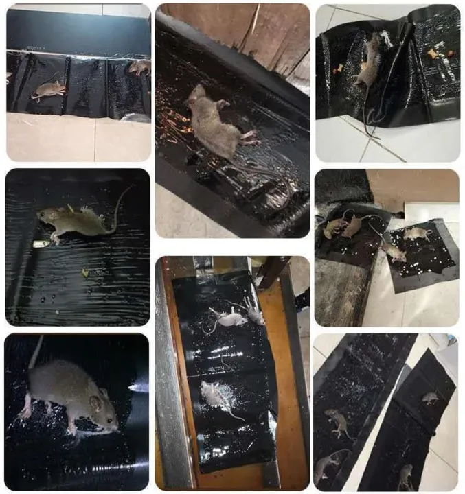 Large%20Mouse%20Gel%20Glue%20Killer%20Board%20Mousetrap1.2m%20length%20large%20mouse%20pest%20control%20for%20house%20-%20Image%207