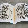 Fly Trap for Home Fly 3 Pcs.