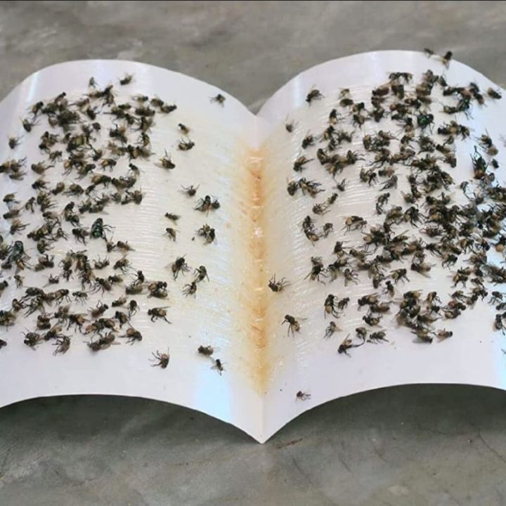 Fly%20Trap%20for%20Home%20Fly%203%20Pcs%20-%20Image%204