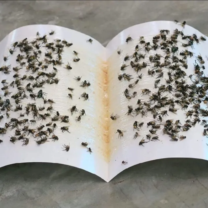 Fly%20Trap%20for%20Home%20Fly%203%20Pcs%20-%20Image%204