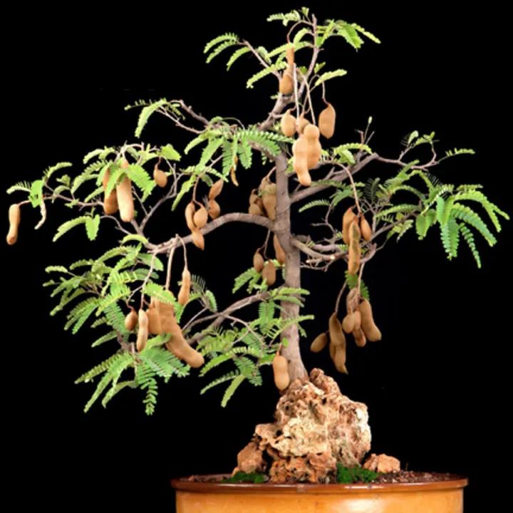 Bonsai%20Sweet%20Tamarind%20Tree%20Seeds%20-10%20Pcs%20(%E0%A6%AE%E0%A6%BF%E0%A6%B7%E0%A7%8D%E0%A6%9F%E0%A6%BF%20%E0%A6%A4%E0%A7%87%E0%A6%A4%E0%A7%81%E0%A6%B2%20%E0%A6%AC%E0%A7%80%E0%A6%9C)%20Global%20Seeds%20-%20Image%202