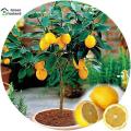 Dwarf Lemon Tree Seeds - 10 Pcs Seeds. 