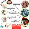 Beauty Fruits Detox Plum. 