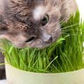 Organic Cat Grass Seed Pack - Healthy Lawn for Cats, Pet Greens, New, Ideal for Outdoor/Indoor Use.