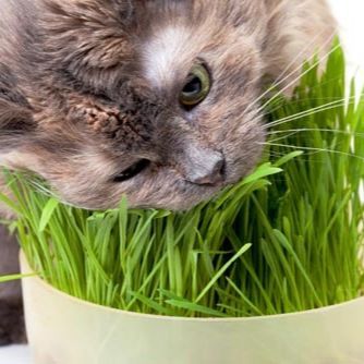 Organic%20Cat%20Grass%20Seed%20Pack%20-%20Healthy%20Lawn%20for%20Cats,%20Pet%20Greens,%20New,%20Ideal%20for%20Outdoor/Indoor%20Use%20-%20Image%204